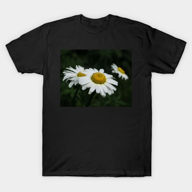 Daisies in bloom T-Shirt by CanadianWild418